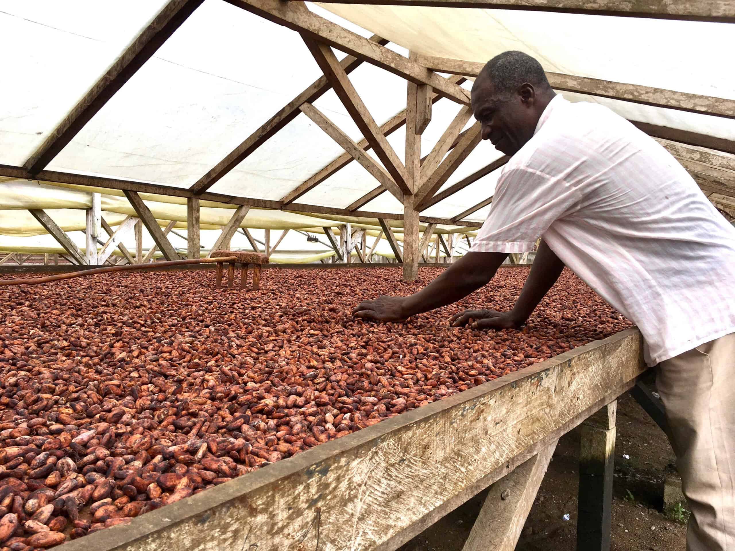 Cacao seed harvesting