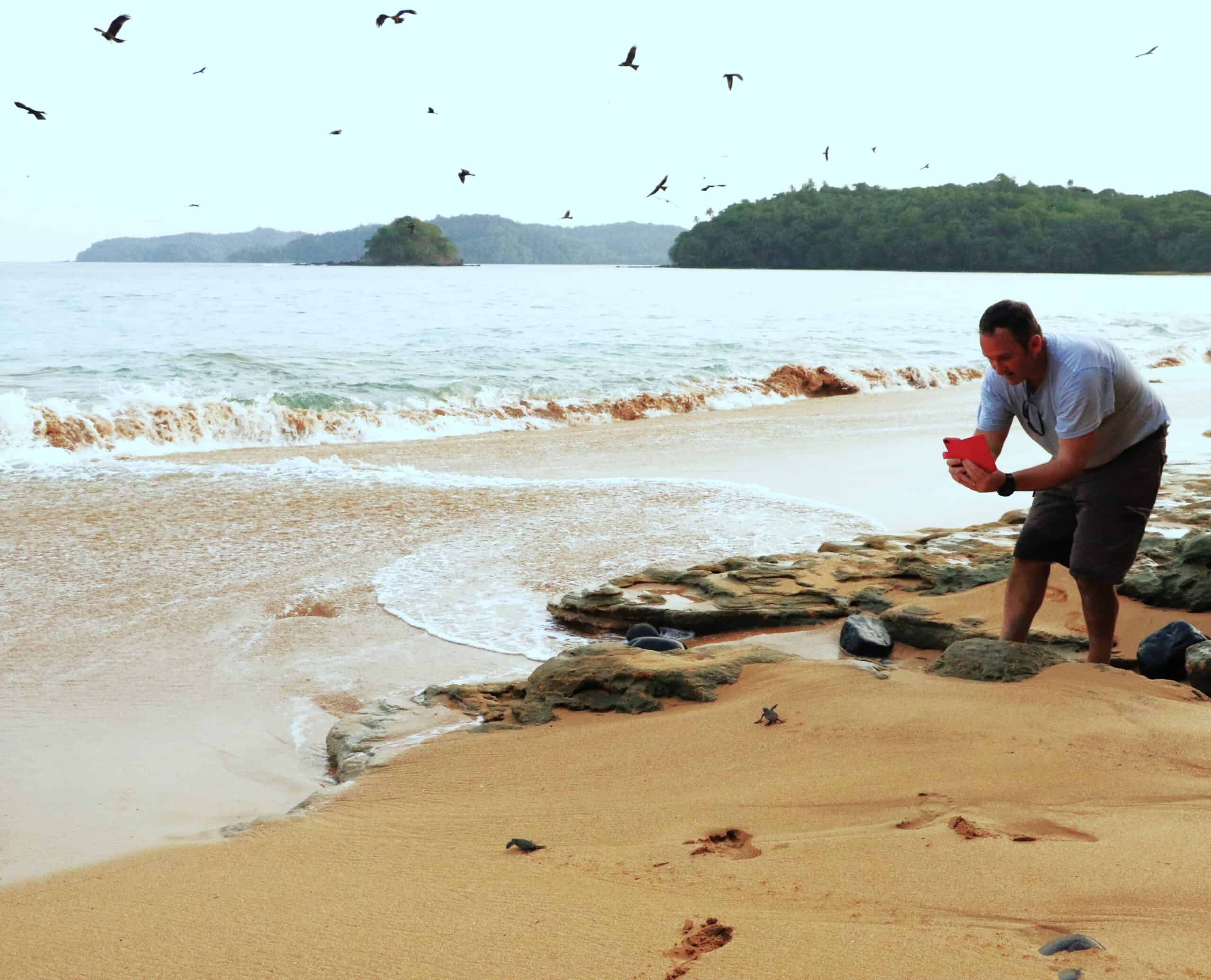 Turtle Hatchling Sao Tome and Principe